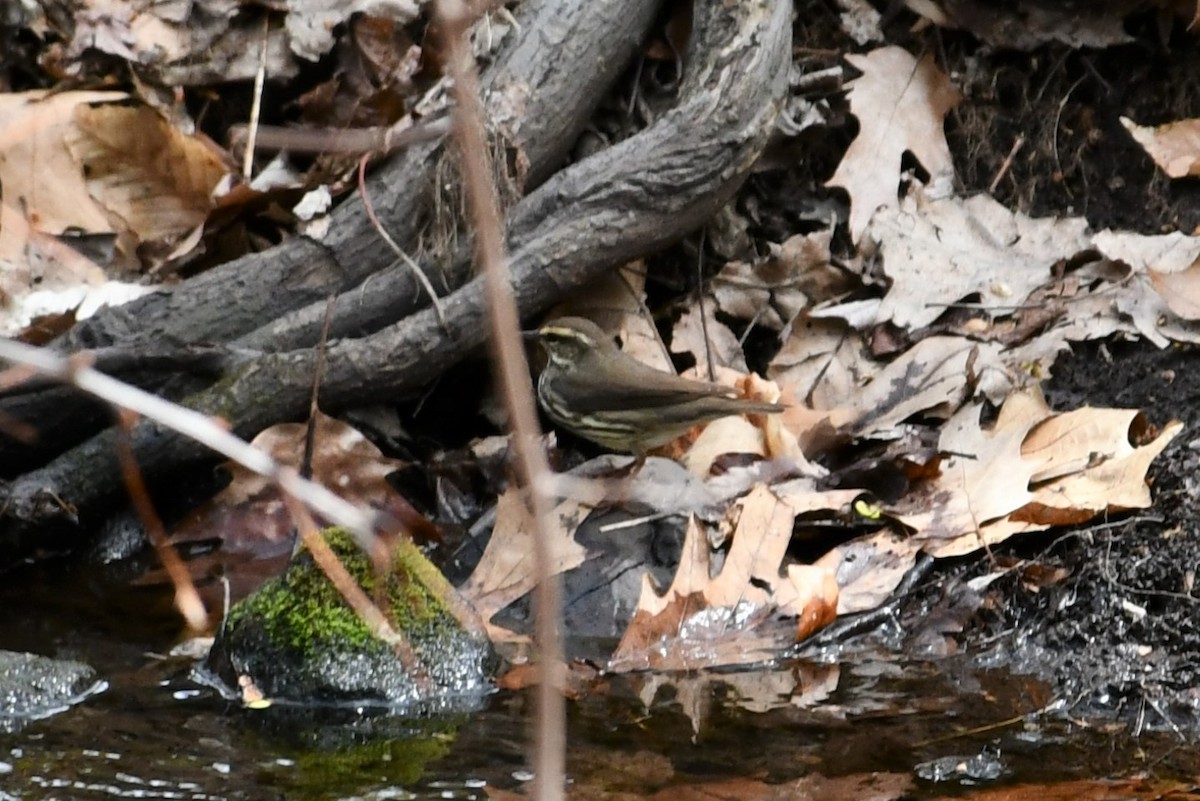 Northern Waterthrush - ML443697981