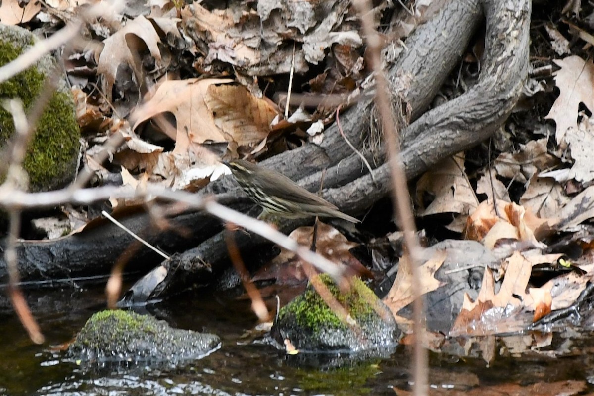 Northern Waterthrush - ML443698001