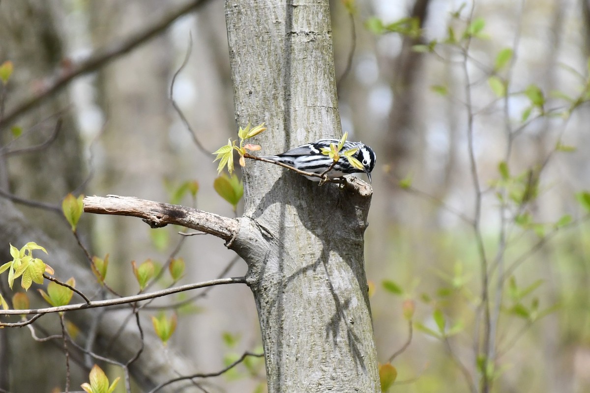 Black-and-white Warbler - ML443698081