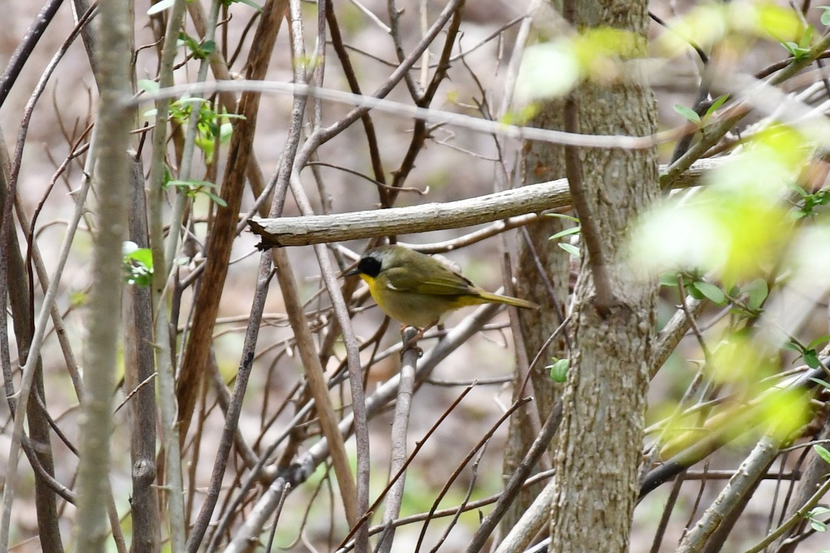 Common Yellowthroat - ML443698131