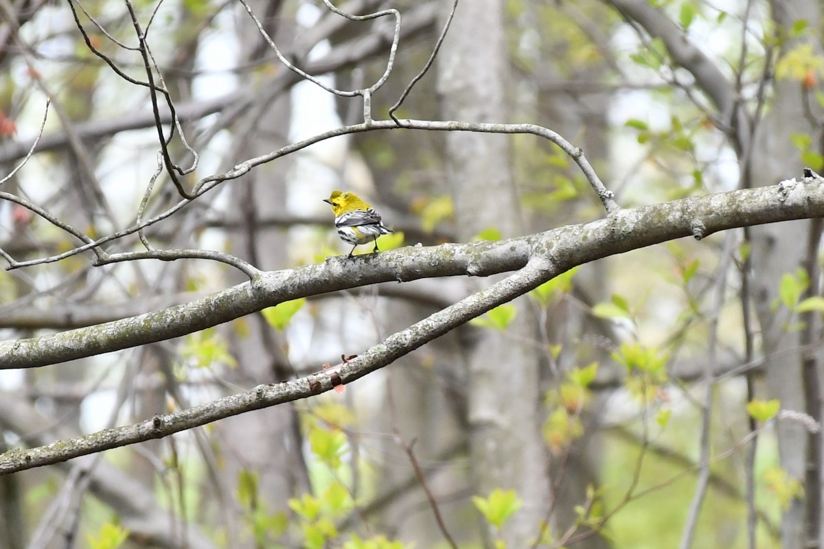 Black-throated Green Warbler - ML443698271