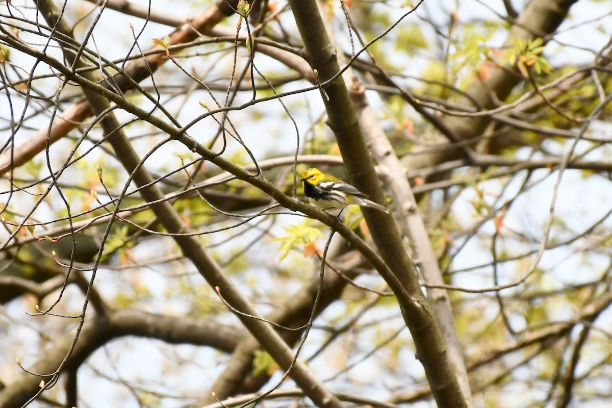 Black-throated Green Warbler - ML443698321