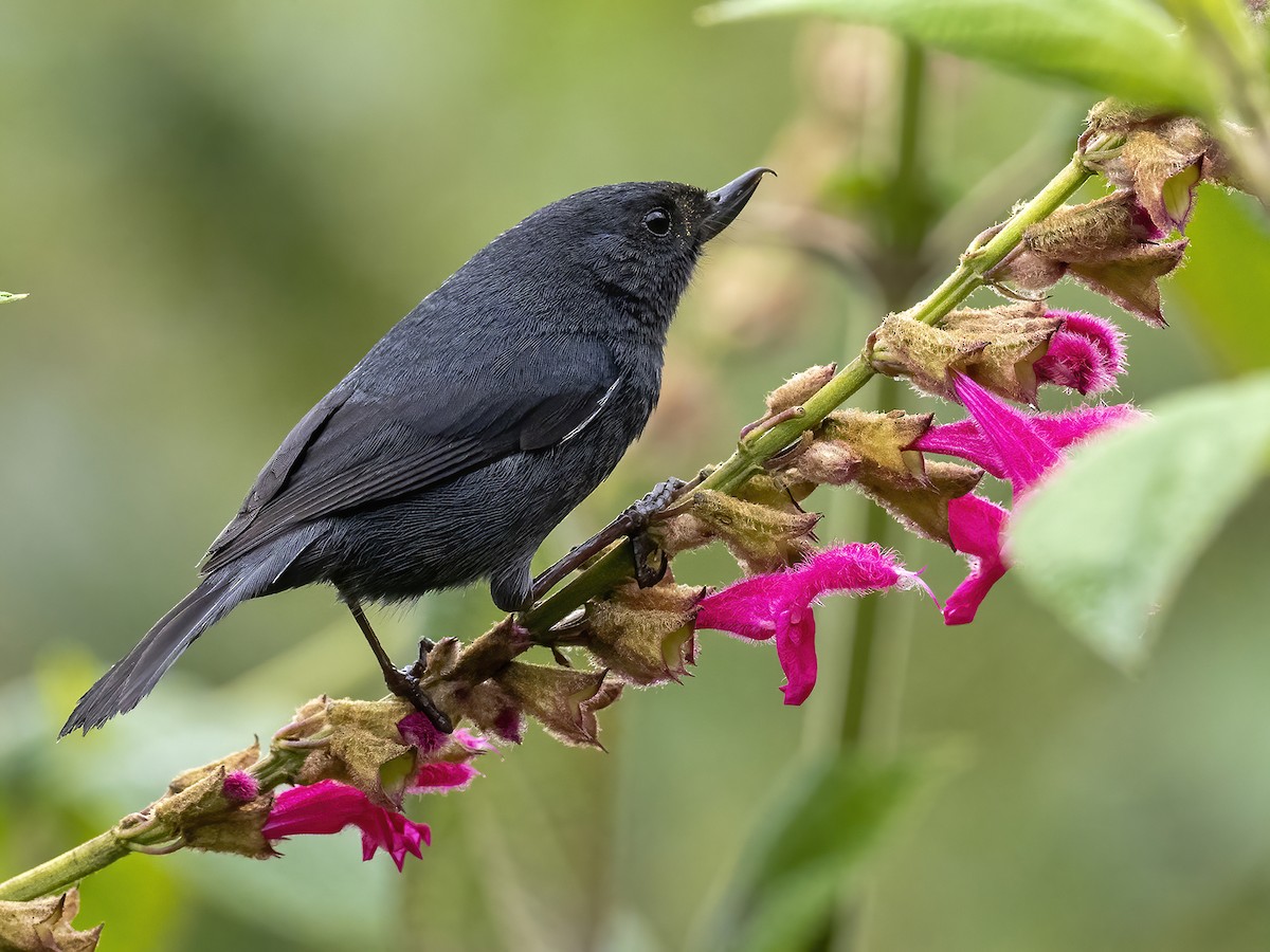 Pinchaflor Flanquiblanco - ML443699311