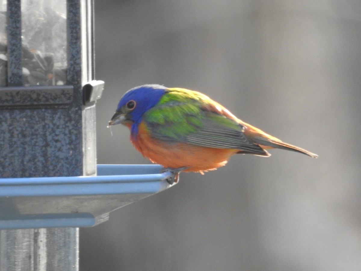 Painted Bunting - Nichole Orchard