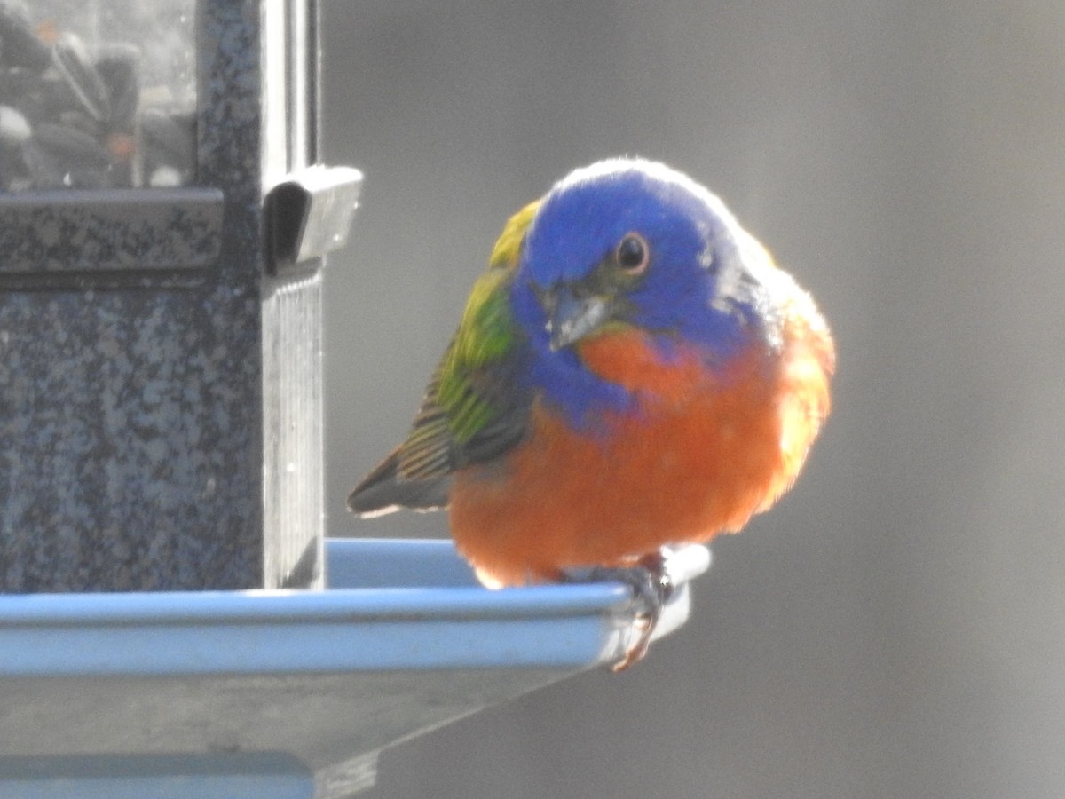 Painted Bunting - Nichole Orchard