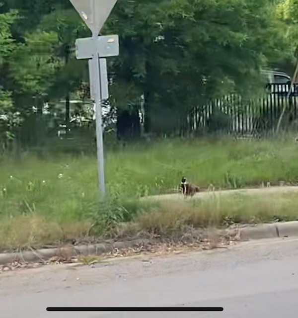 פסיון מצוי - ML443702331