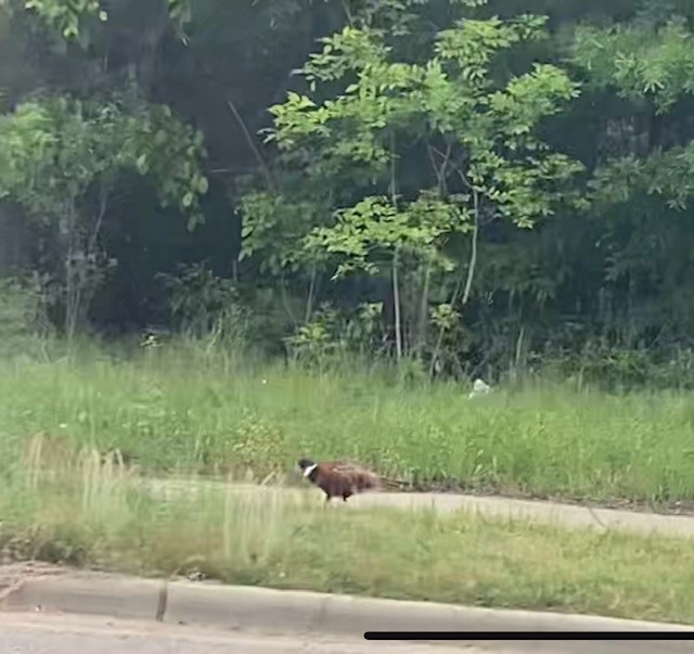פסיון מצוי - ML443702341