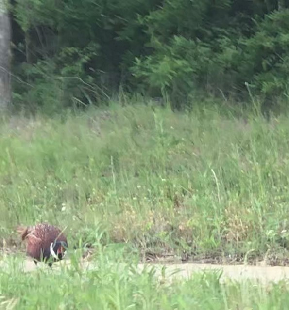 פסיון מצוי - ML443702351