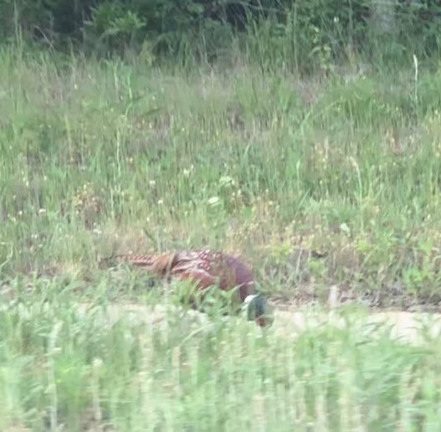 פסיון מצוי - ML443702361