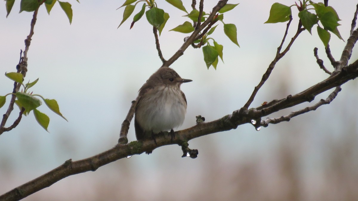 Spotted Flycatcher - ML443702421