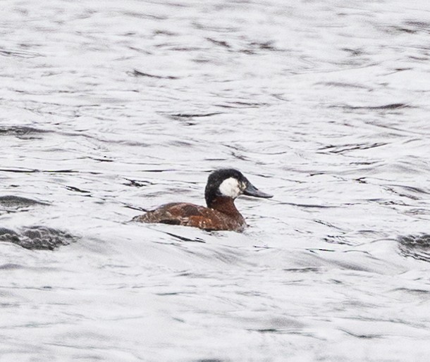 Ruddy Duck - ML443702861