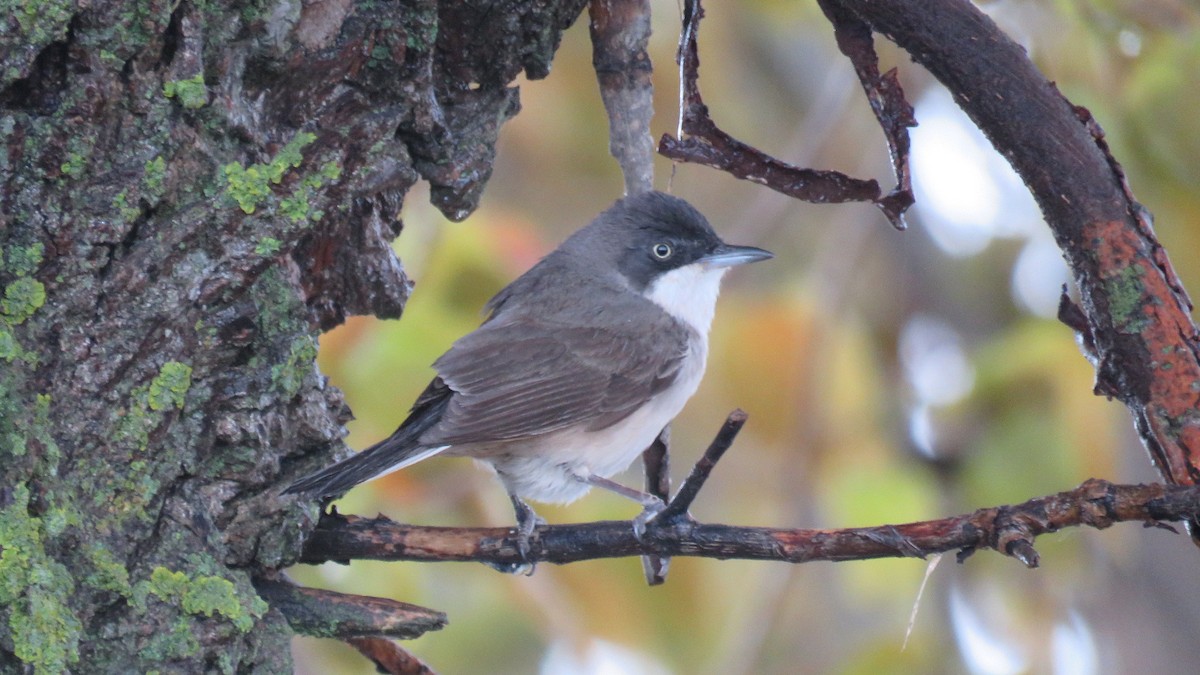 Western Orphean Warbler - Felipe Rosado Romero