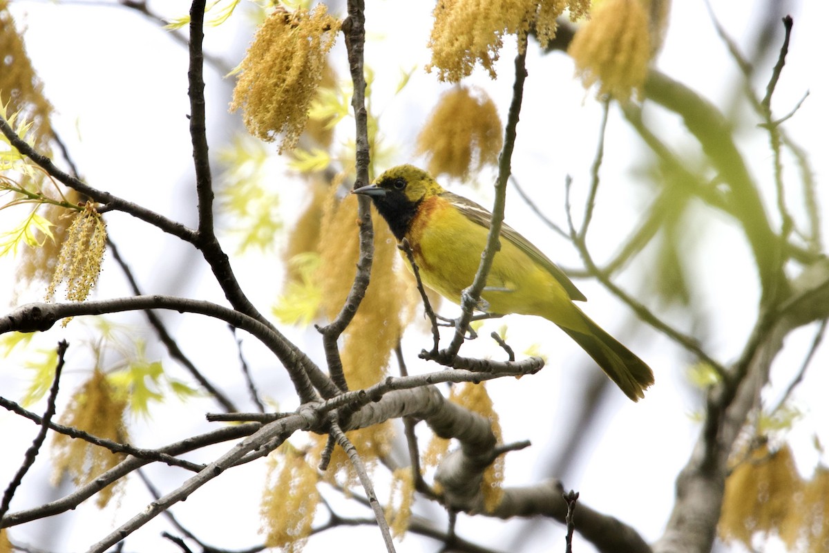Orchard Oriole - ML443703321