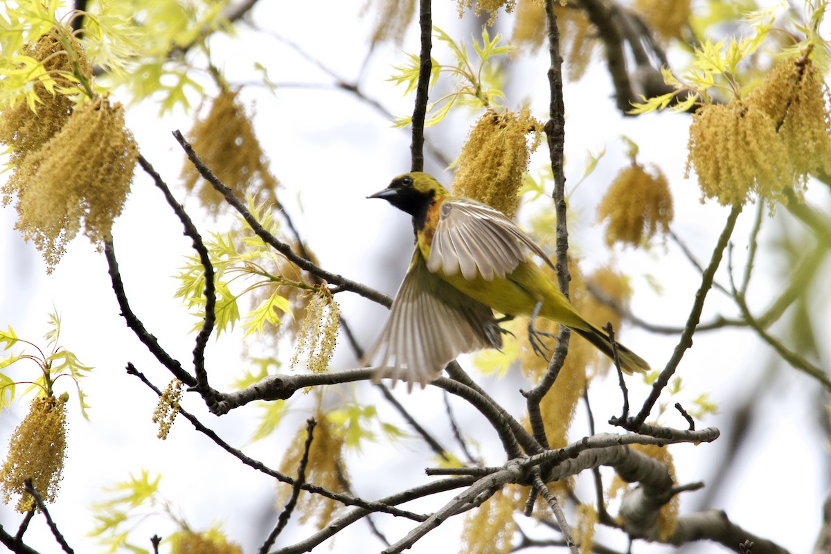 Orchard Oriole - ML443703331