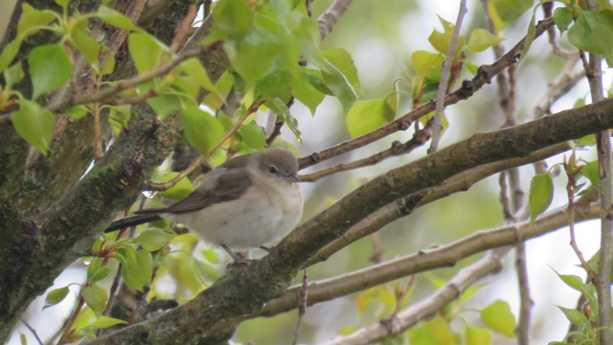 Garden Warbler - ML443703671