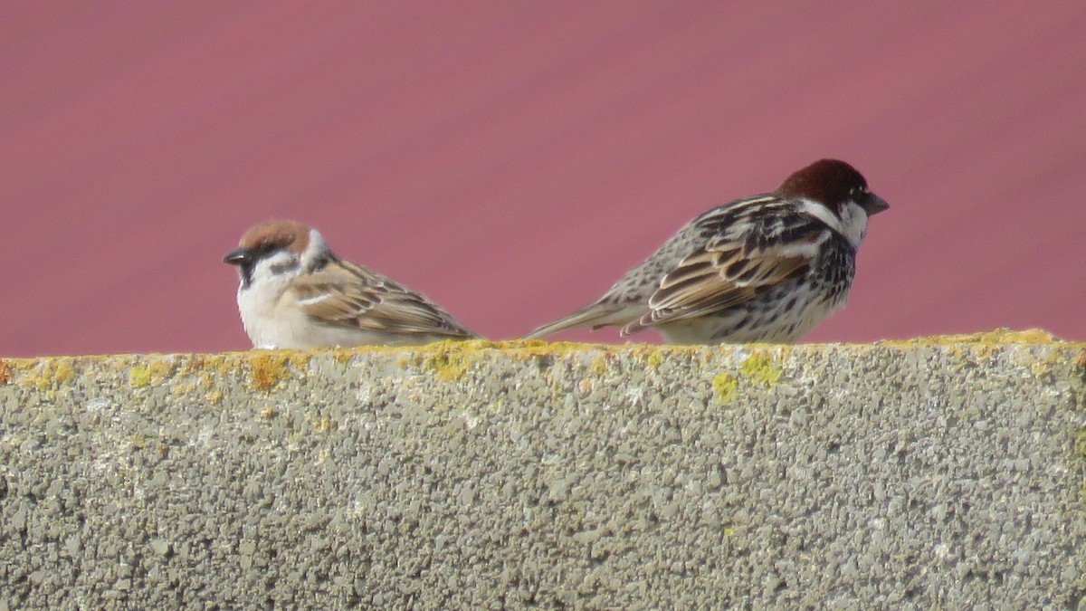 Spanish Sparrow - ML443704501