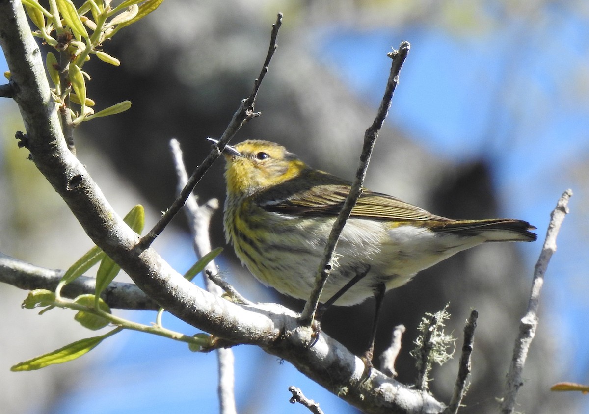 Cape May Warbler - Joel Adams