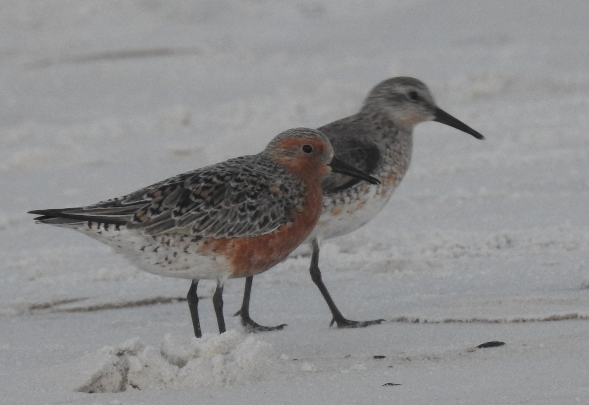 Red Knot - ML443705081