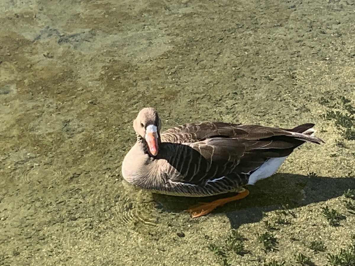 Greater White-fronted Goose - ML443708711