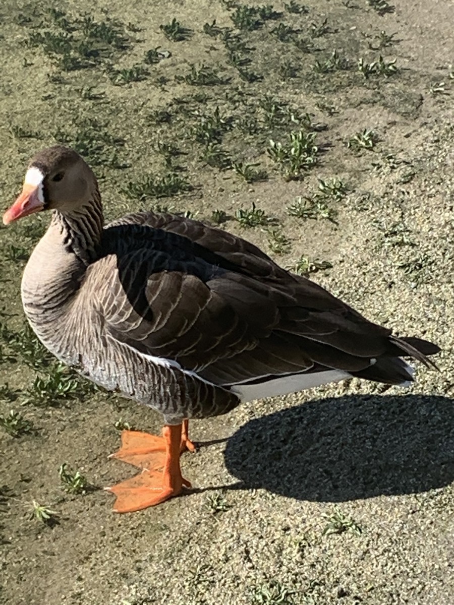 Greater White-fronted Goose - ML443708721