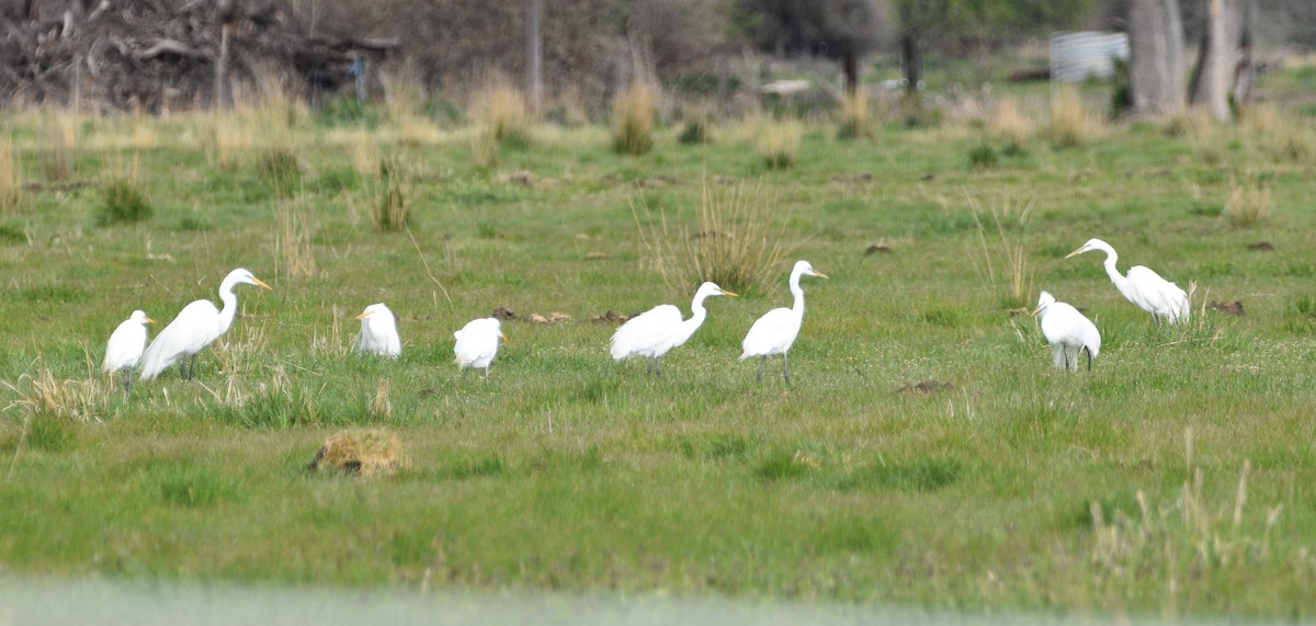 Great Egret - ML443708891