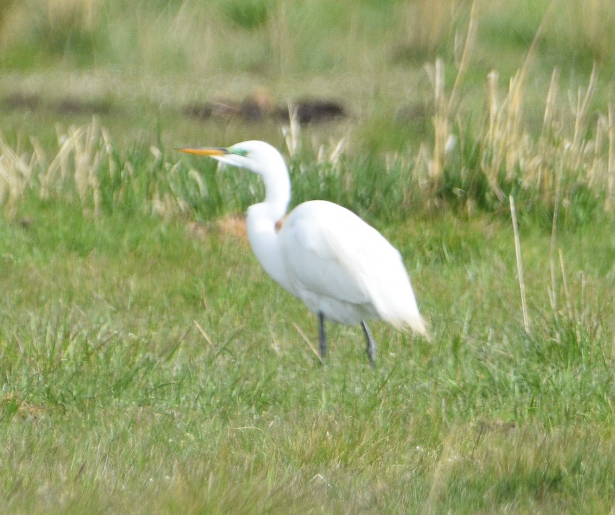 Great Egret - ML443708931