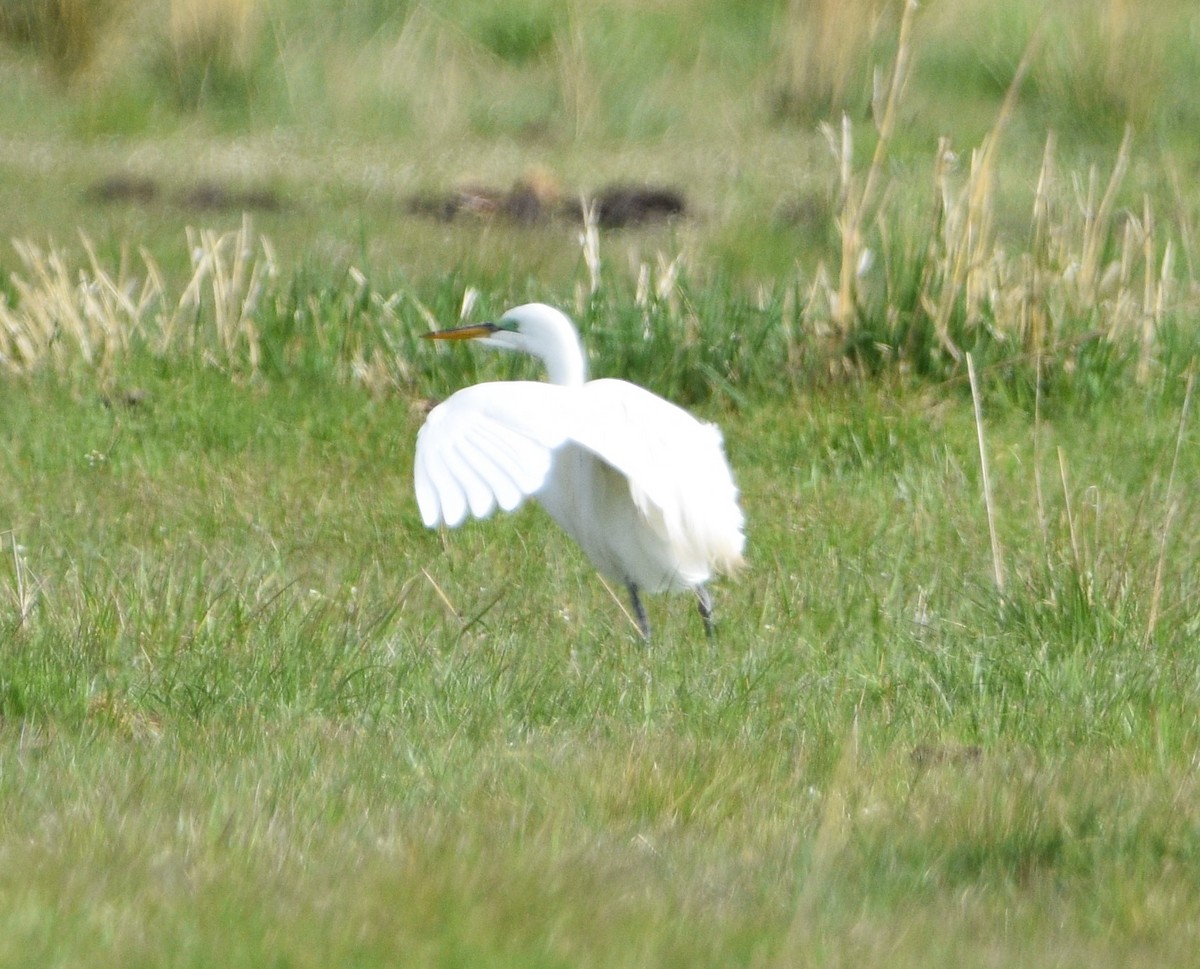 Great Egret - ML443708971