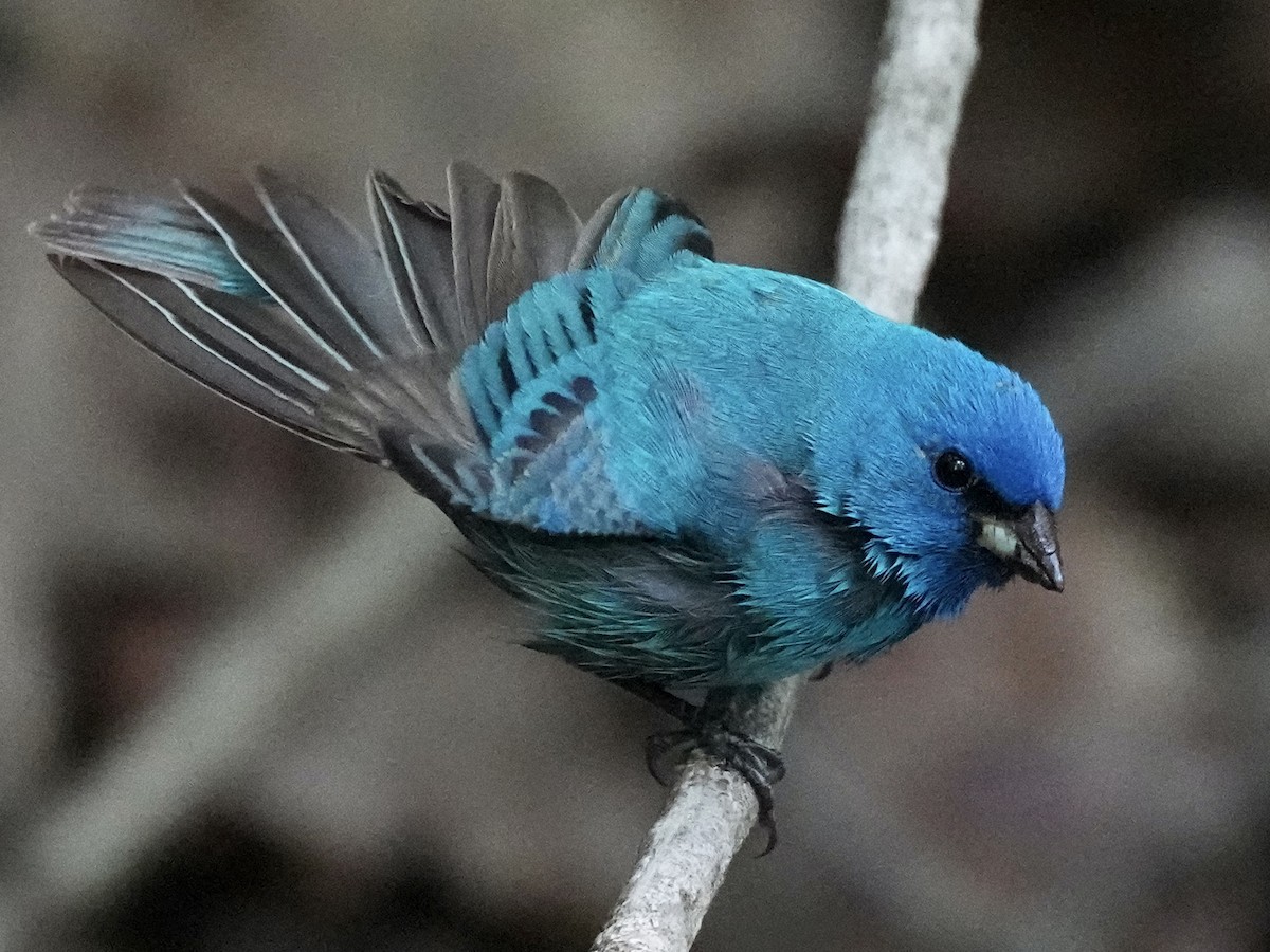 Indigo Bunting - ML443709611