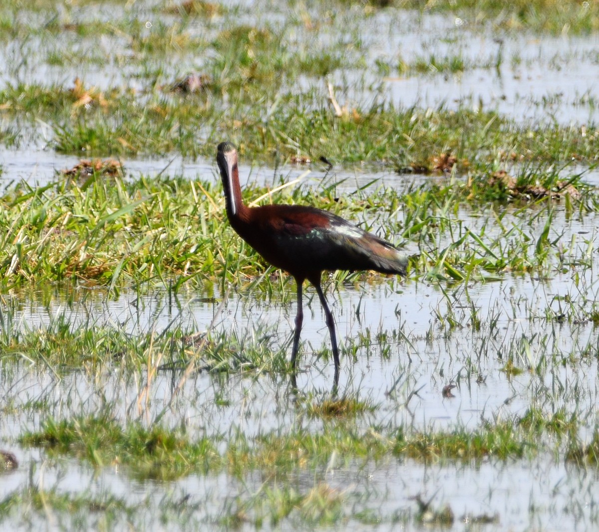 White-faced Ibis - ML443710441