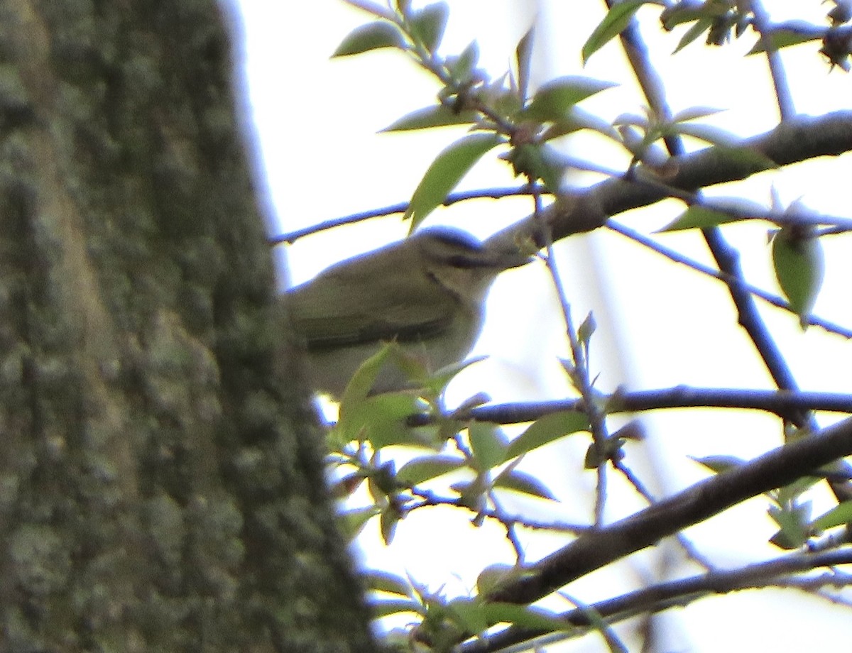 Red-eyed Vireo - ML443710571