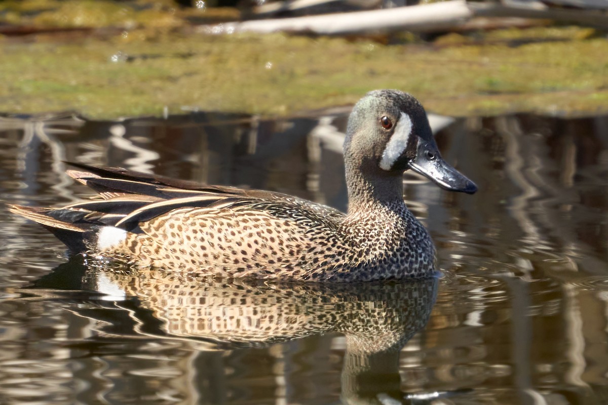 Blue-winged Teal - ML443711281