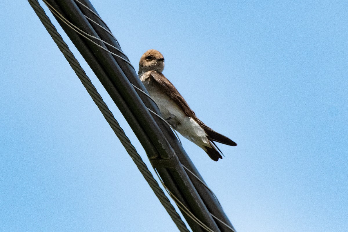 Northern Rough-winged Swallow - ML443712481