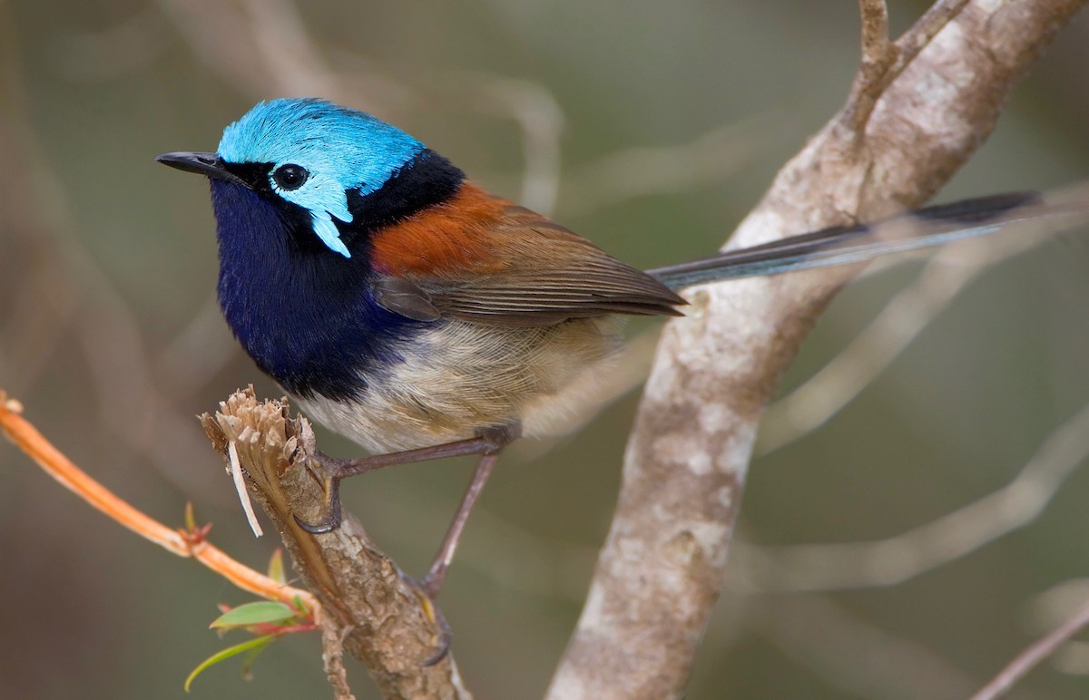 Red-winged Fairywren - ML443713401