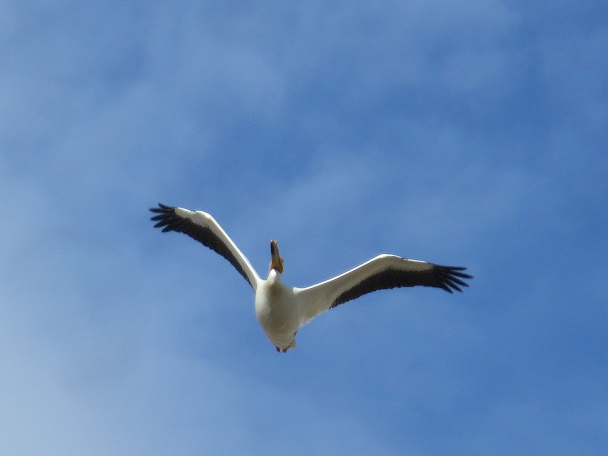 American White Pelican - Diane Wong-Kone