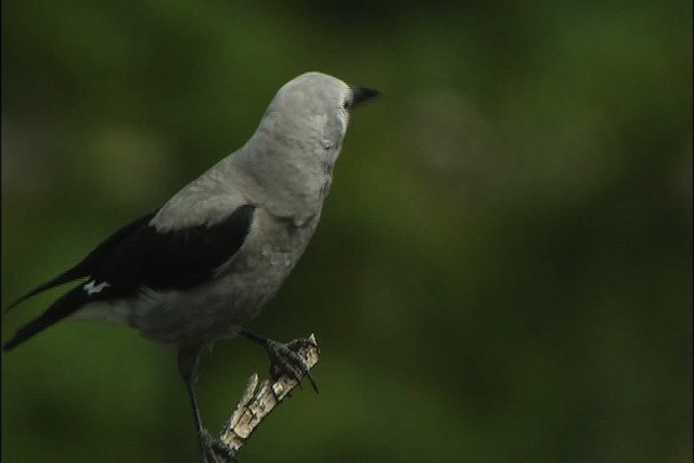 Clark's Nutcracker - ML443714