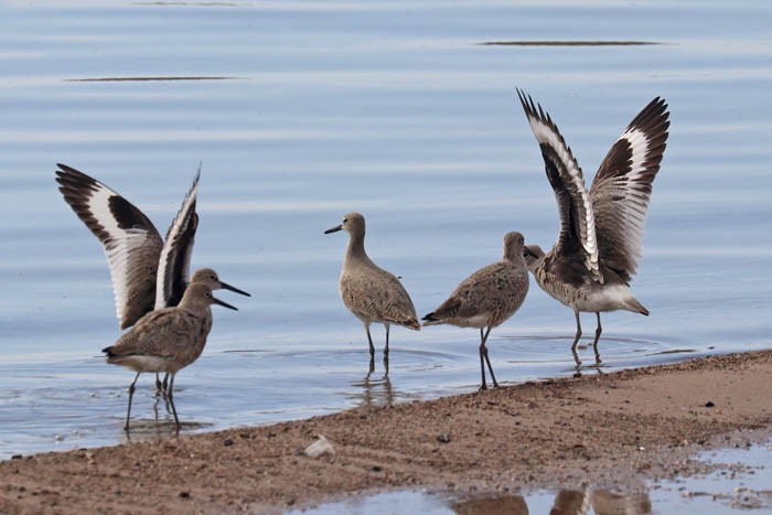 Willet - Tony Godfrey