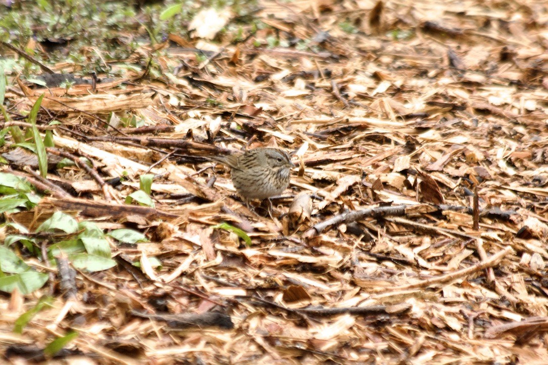 Lincoln's Sparrow - ML443714991