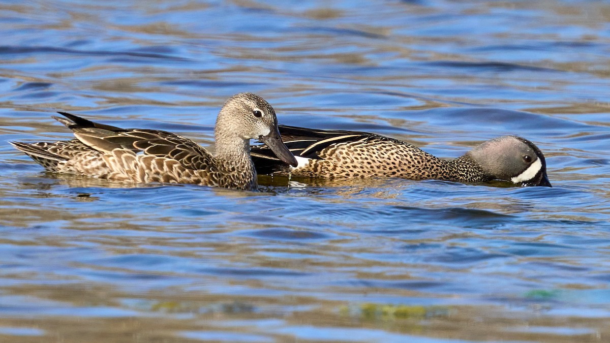 Blue-winged Teal - ML443715181