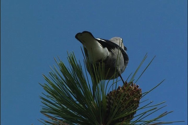 Clark's Nutcracker - ML443717