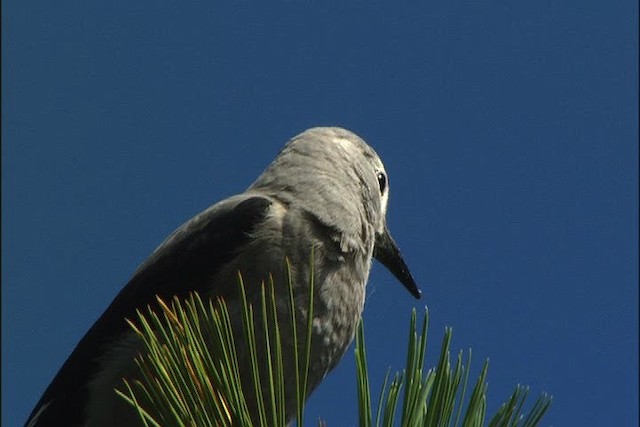 Clark's Nutcracker - ML443719