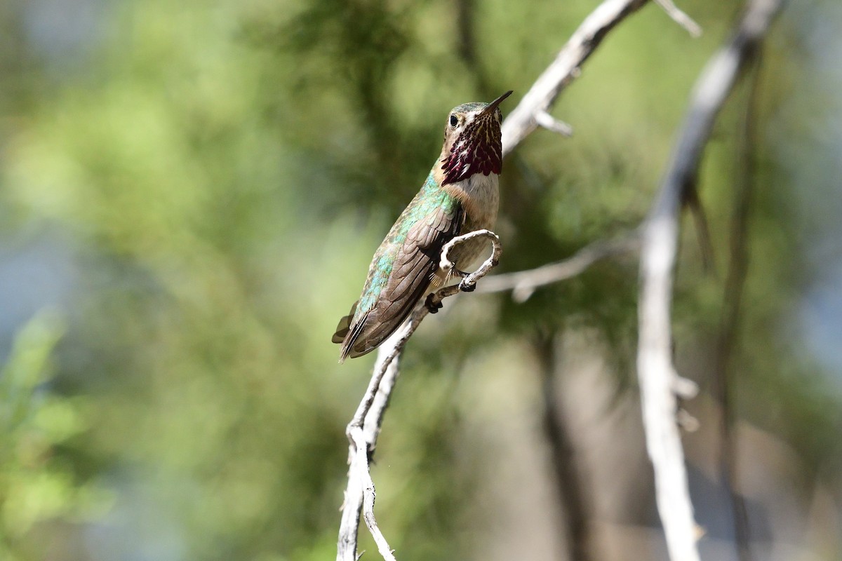 Calliope Hummingbird - ML443724071