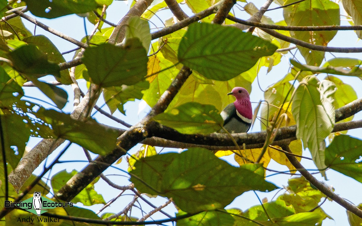 Pink-headed Fruit-Dove - Andy Walker - Birding Ecotours