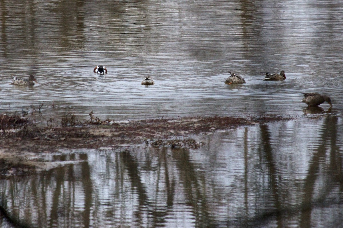 Northern Shoveler - ML44372481