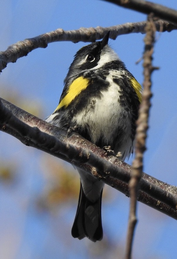 Yellow-rumped Warbler - ML443724861