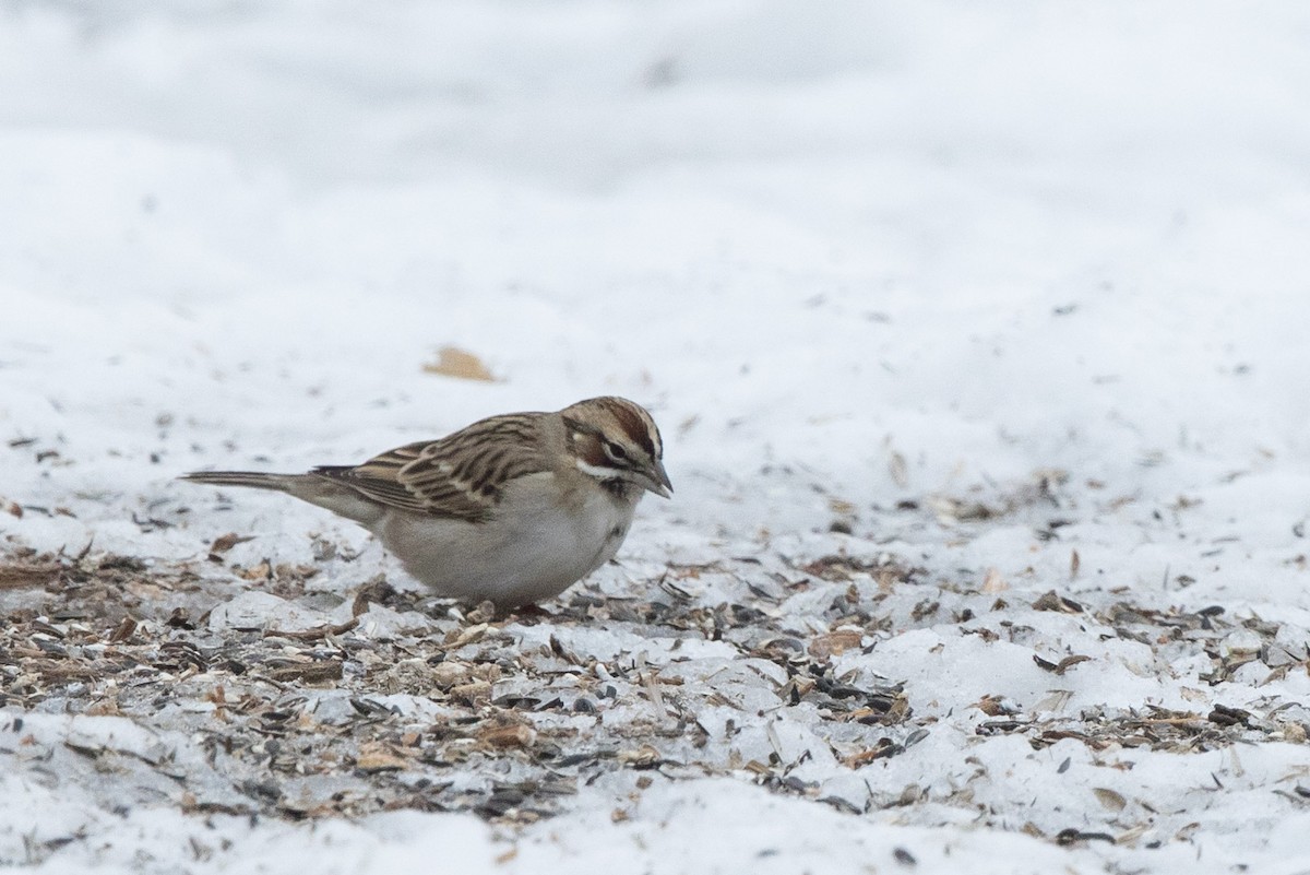 Lark Sparrow - ML44372581