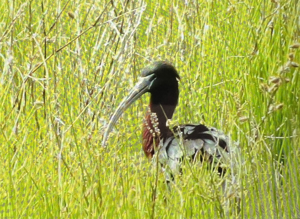 Glossy Ibis - ML443725831