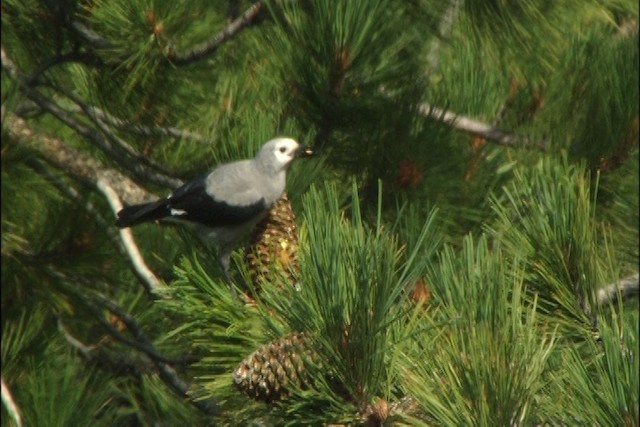 Clark's Nutcracker - ML443726