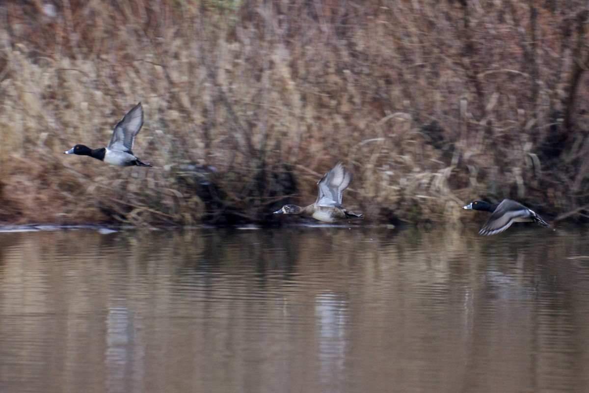 Ring-necked Duck - ML44372601