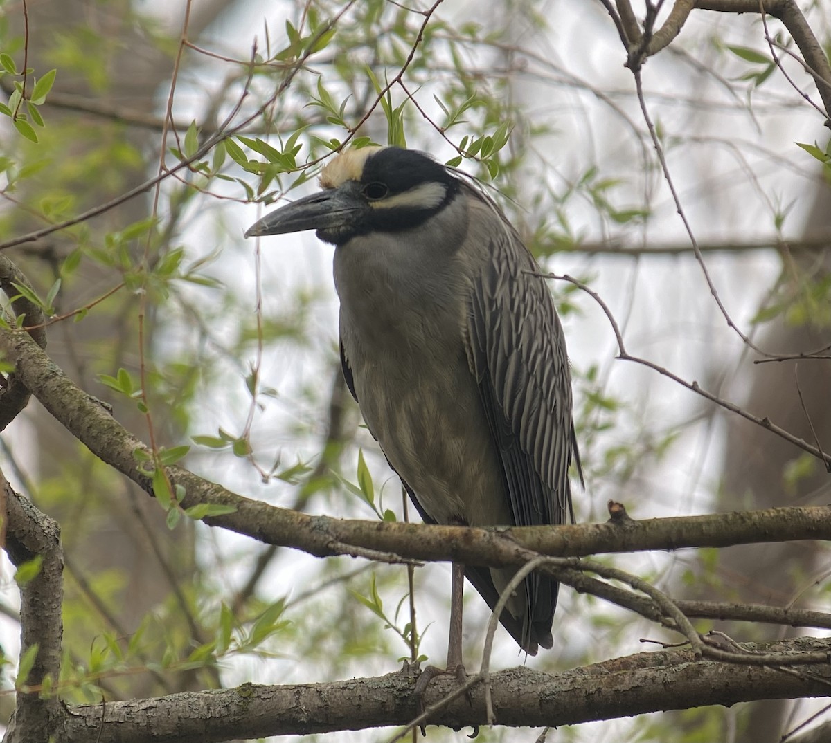 Yellow-crowned Night Heron - Joel Strong