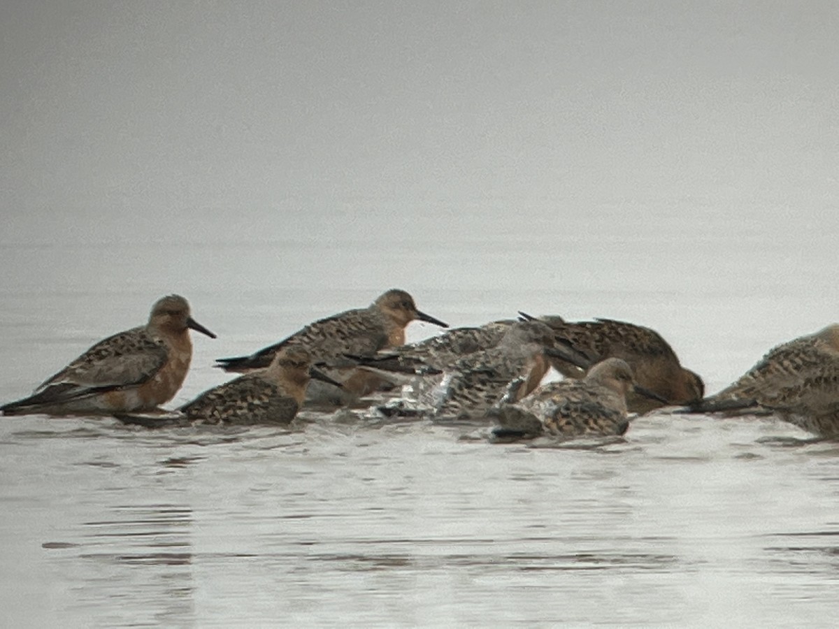 Red Knot - ML443726761